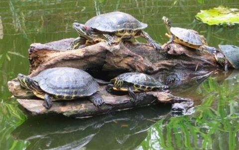 recueille toutes esp&egrave;ces de tortues aquatiques. 0 30000 N�mes