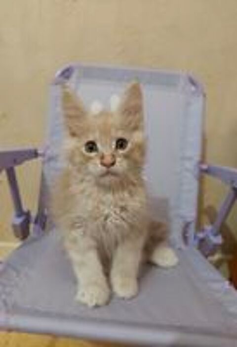   Chatons maines coons 