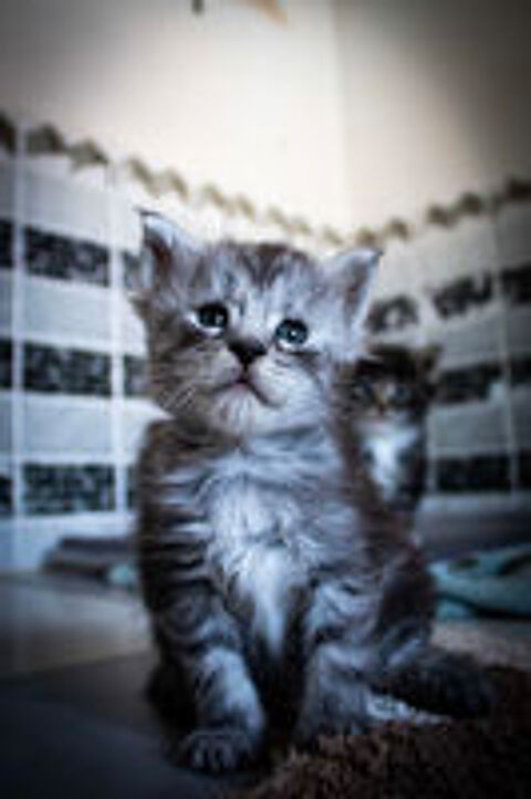   Maine Coon Loof 