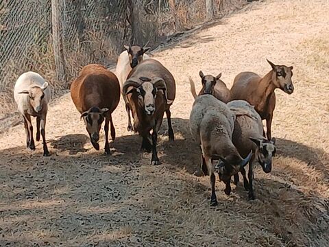 Mouton camerounais 110 44680 Saint-mars-de-coutais
