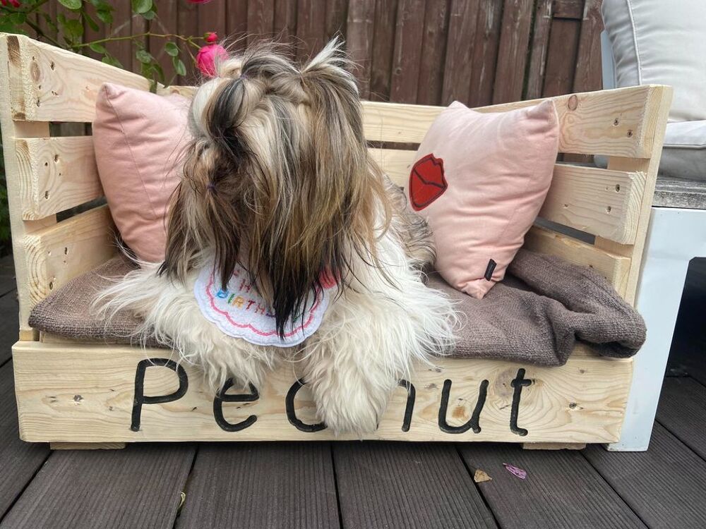   Canap pour chien ? Confort & style  petit prix 