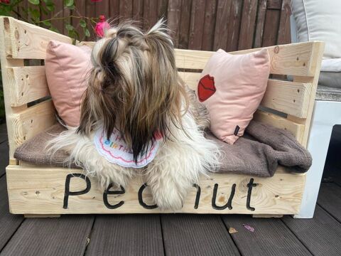 Canapé pour chien ? Confort & style à petit prix 25 59000 Lille