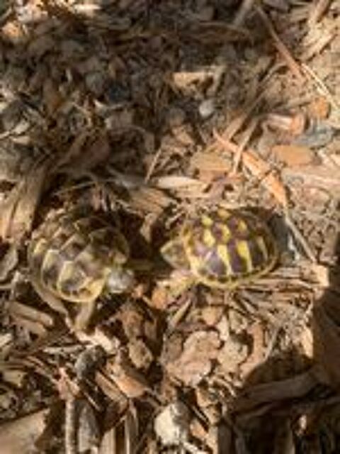   tortues Herman? 