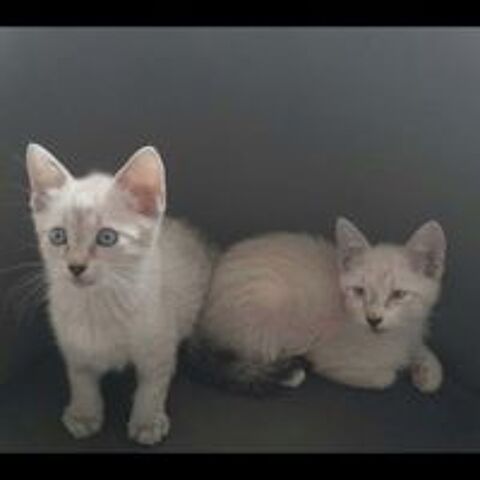   ALADIN et LOUPIO 