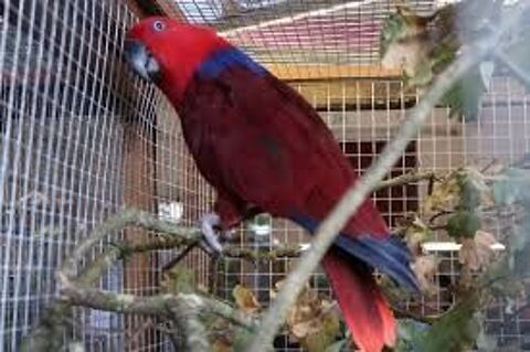 Perroquet eclectus 700 41140 Mhers