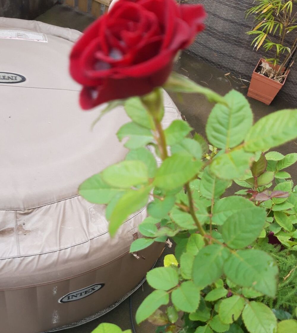 350 € SPA INTEX 6 places Jardin