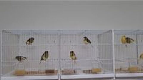   Cages d'élevage + millet en grappe 