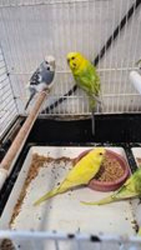   Oiseaux Perruches mâles et femelles  