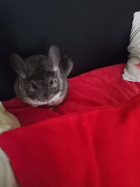 Chinchilla 100 31100 Toulouse