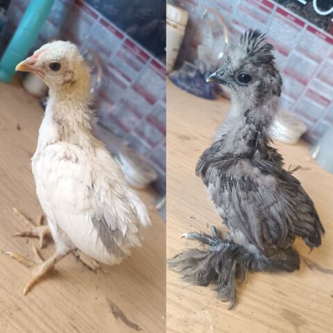 2 poussins 1 silkie 1 araucana 16 71360 pinac