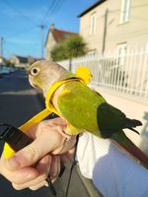   Conure duo prix négociable  