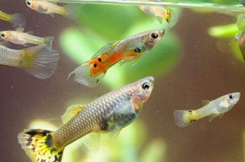 guppys 1 62000 Arras