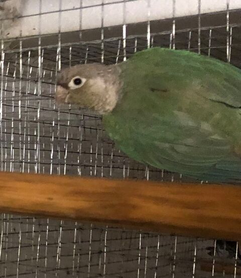 Grande perruche collier , conure , calopsittes Epp. 80 95190 Goussainville