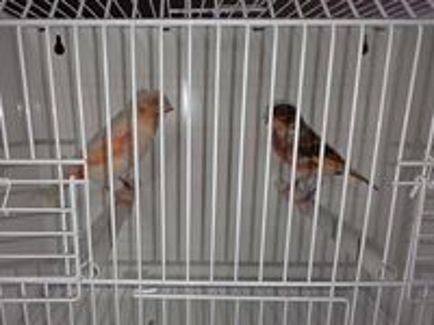   Couple Canaris 