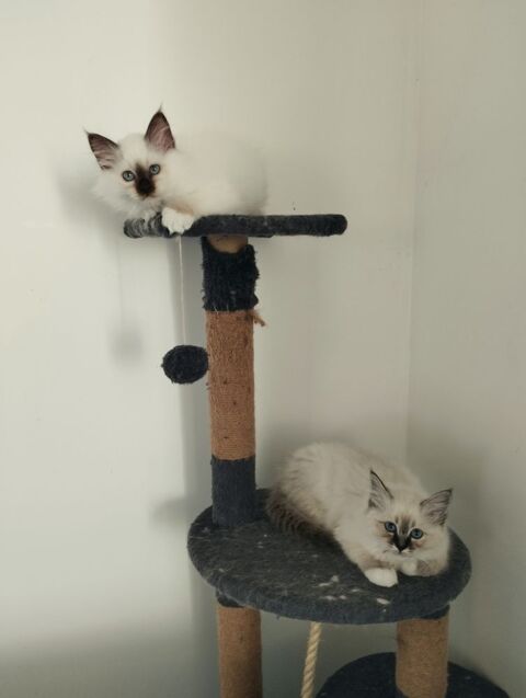 Chatons Sacré de Birmanie 900 91780 Saint-hilaire