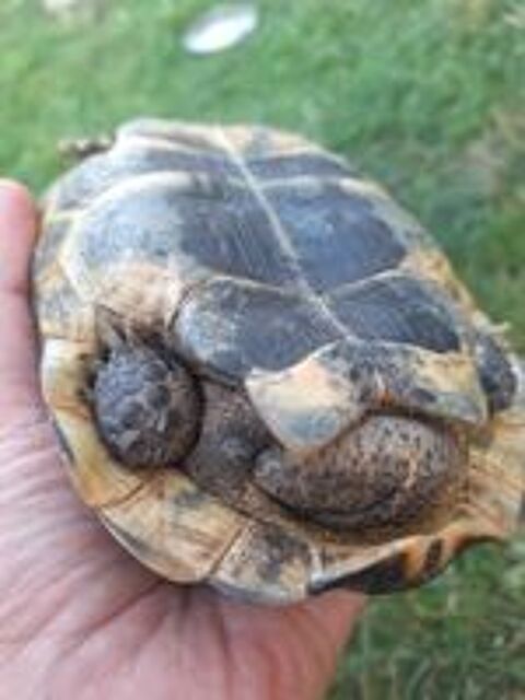   Tortue male  