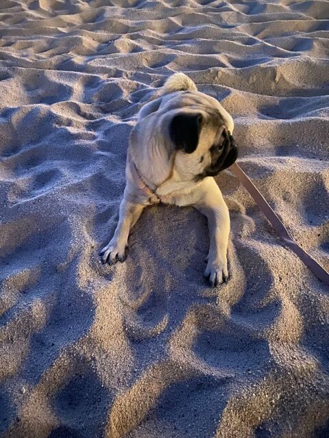 Carlin de 15 mois 1000 06400 Cannes