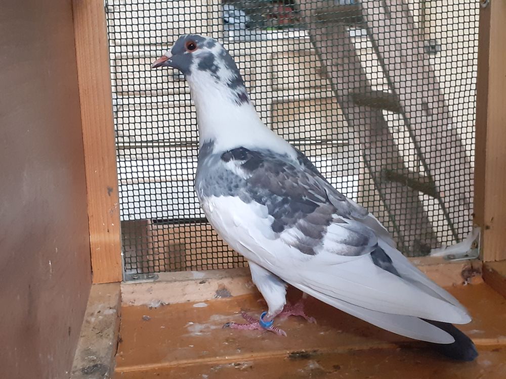  COUPLE DE PIGEONS ADULTES 