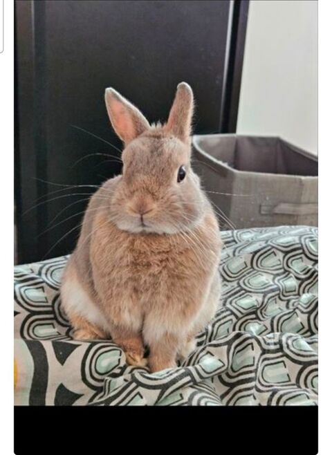 Lapin nain Robe loutre type hollandais 30 60280 Margny-l�s-compi�gne