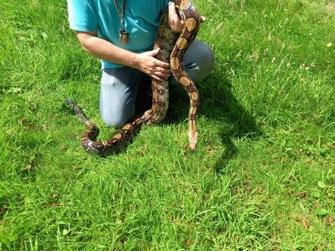 Boas const.imperator couple reproducteur 8 FOIS SANS FRAIS 35136 Saint-jacques-de-la-lande
