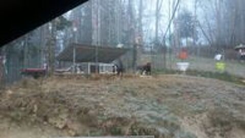   PENSION POUR CHIEN 