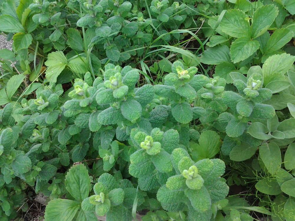 Plante Aromate Jardin