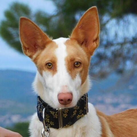 VALERIA&#129655; Je cherche enfin ma famille et j'espère que c'est toi 315 24140 Douville