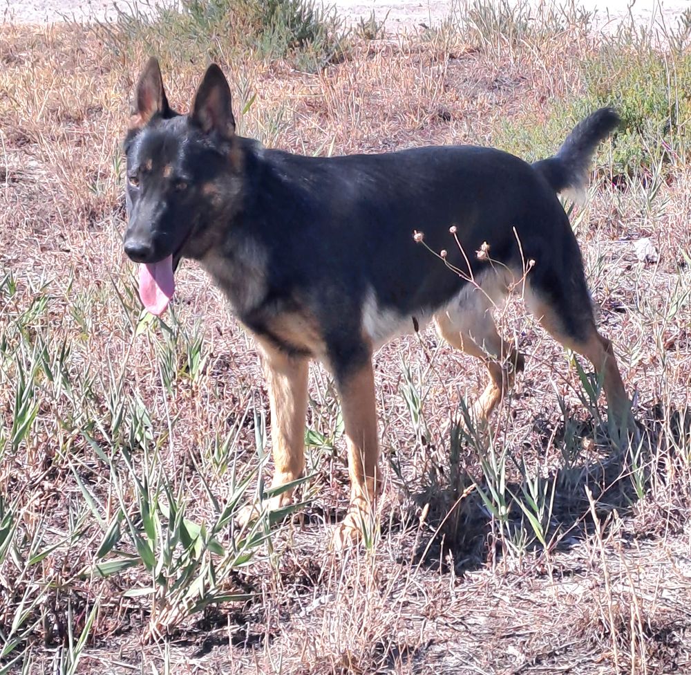   chiot berger allemand 