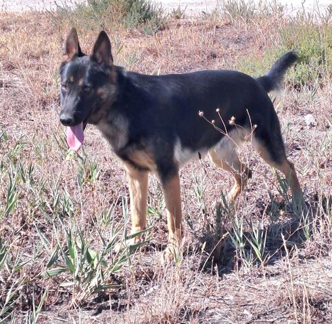 chiot berger allemand 650 34110 Frontignan