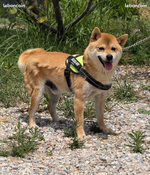 M&acirc;le Mame shiba roux ( shiba inu miniature ) pedigree KCJ & Confirm&eacute; & import japon 1990 66450 Pollestres