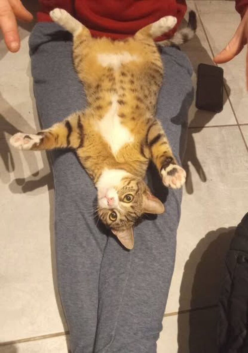   Chat WHISPER � l adoption 