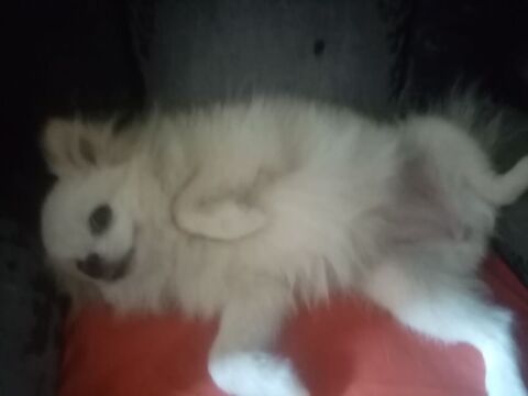 Chiot Spitz Nain 1000 66000 Perpignan