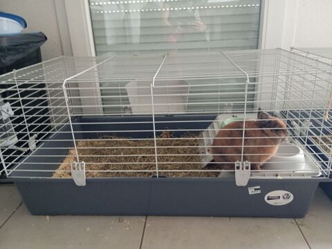 Vente de cage et lapine 70 82000 Montauban