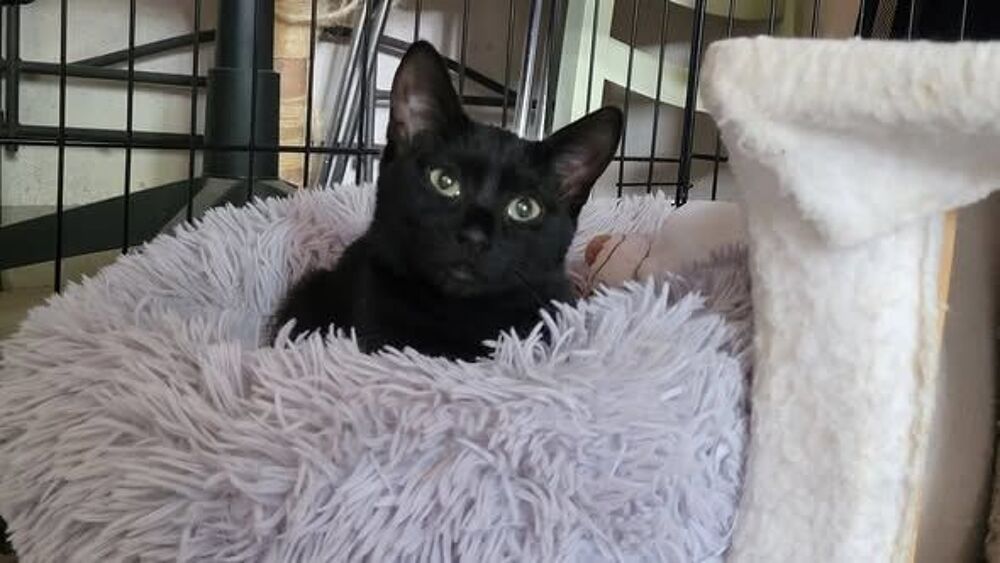   Chat AROBASE à l adoption 