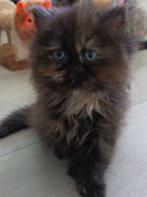   Chatons persans  