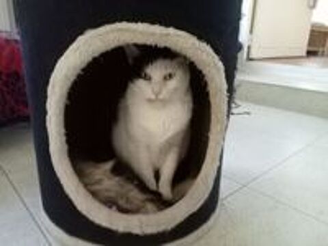   MELINE FEMELLE  NOIRE ET BLANCHE  6 ANS 