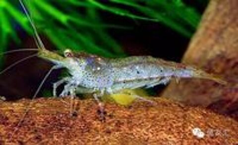   Crevettes Mini japonica 
