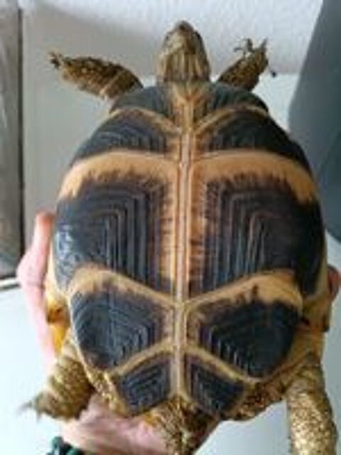   Tortues  