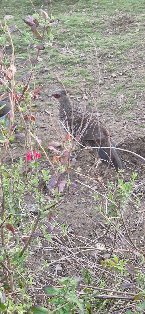 Faisans leucomele 40 31220 Le plan