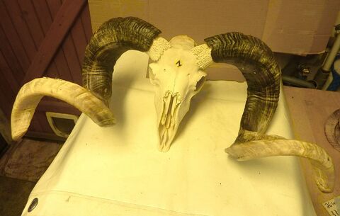 T�tes naturelles Ovin 50 Saint-M�dard-en-Jalles (33)