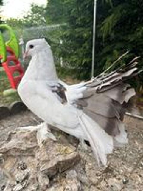   Pigeon Paon Indien huppé mâle 