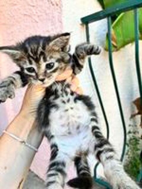   Type Maine Coon  