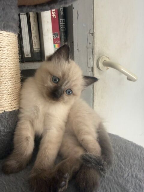 Magnifique chaton ragdoll 800 75015 Paris
