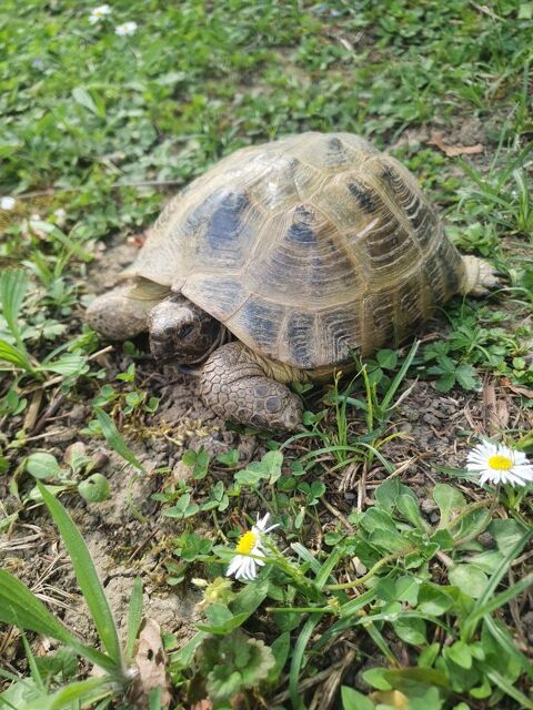 tortue steppes adulte 250 68390 Baldersheim