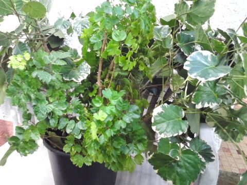 Plantes pour haies et lisi�res 5 Ducos (97)
