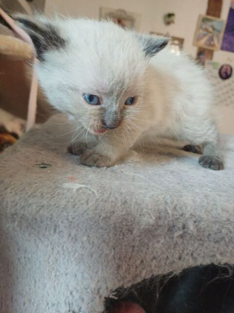 Bb chaton Birmanie/siamois 550 03500 Bransat