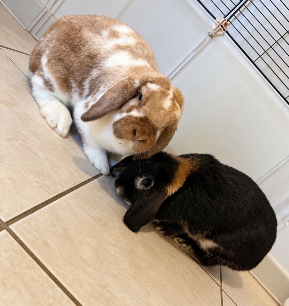  Adoption duo lapins Bélier  