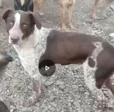   MANGO MALE NON CASTR�  2 ANS A SAUVER DE ROUMANIE2 ADOPTION OU ACCEUIL  