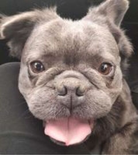   Bouledogue  fluffy  