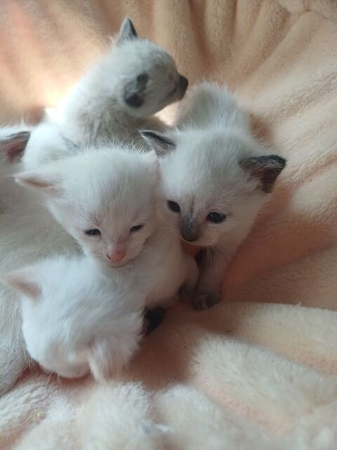 Chatons siamois m&acirc;le et femelle 550 03500 Bransat